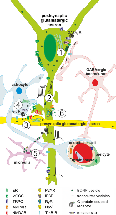 dihexa mechanism bdnf ngf The physiology of regulated release | Cell and Tissue Research Size x Gauge x Needle Length:3cc 23g x 1 1/2