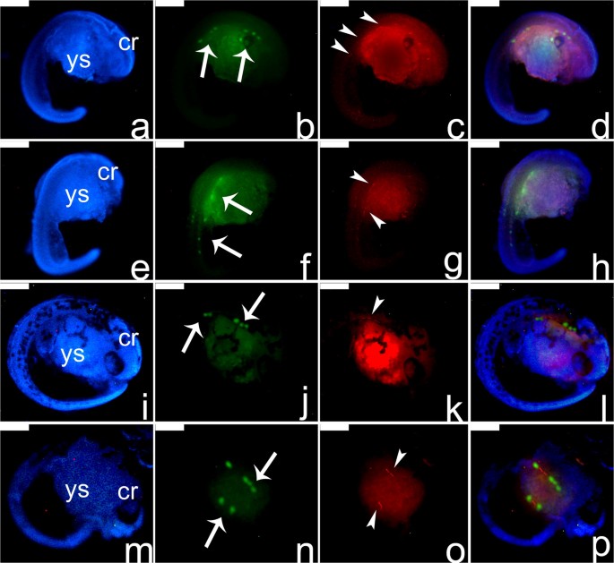 PDF) A light- and electron microscopic study of primordial germ cells in  the zebra fish (Danio rerio)