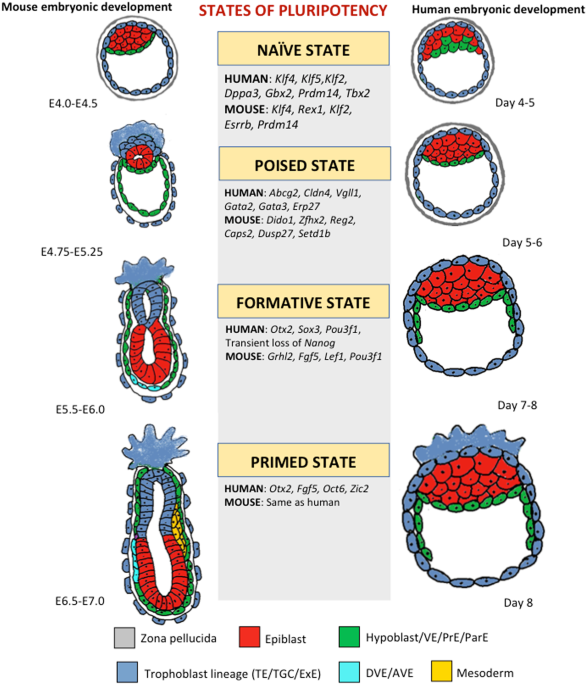 betel.gz on X: I researched some interesting stuff about the