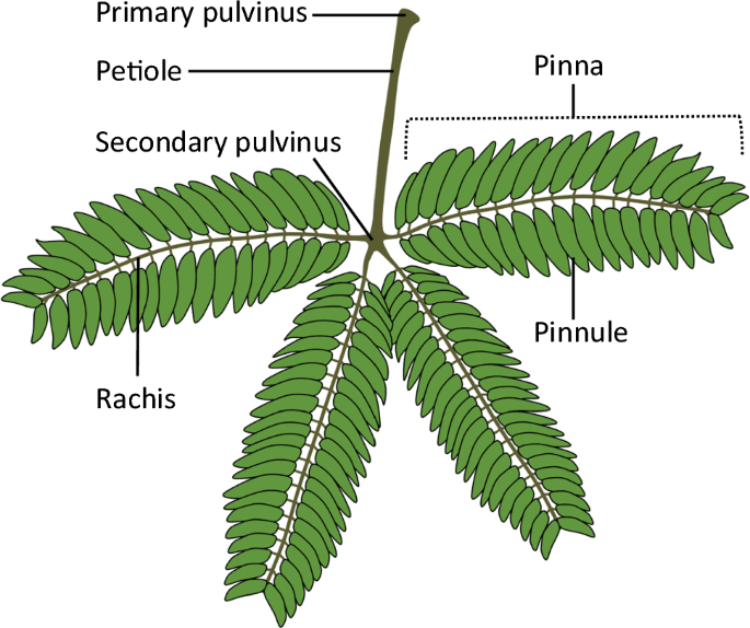Do leaves make waves? Detecting vibrations from rapid movements in the  sensitive plant, Mimosa pudica | Oecologia | Springer Nature Link