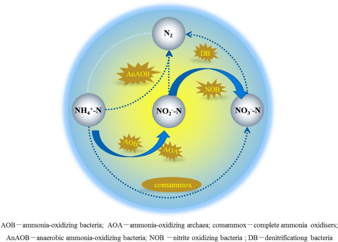 Synergy between Comammox and Anammox Bacteria in Wastewater