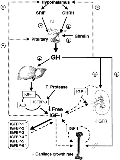 ghk-cu effect on growth hormone igf-1 Growth hormone axis in chronic kidney disease | Pediatric Nephrology