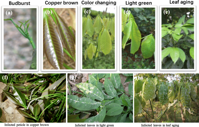 The powdery mildew disease of rubber (Oidium heveae) is jointly controlled  by the winter temperature and host phenology | International Journal of  Biometeorology | Springer Nature Link