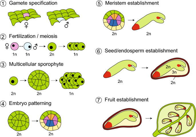 Flowering plant embryos: How did we end up here? | Plant Reproduction |  Springer Nature Link