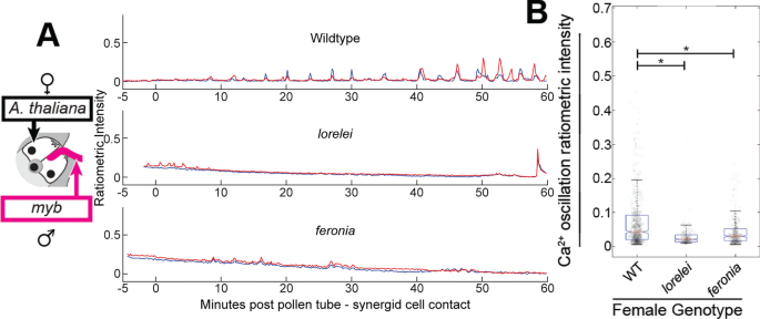 FER, ANJ, and HERK1 receptors interact with RALF6, 7, 16, 36, and 37