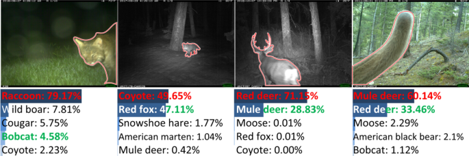 Neural architecture search based on packed samples for identifying animals  in camera trap images