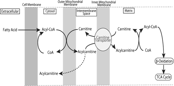 symptoms of l carnitine deficiency Successful perioperative management of a patient with primary systemic carnitine  deficiency: a case report | Journal of Anesthesia