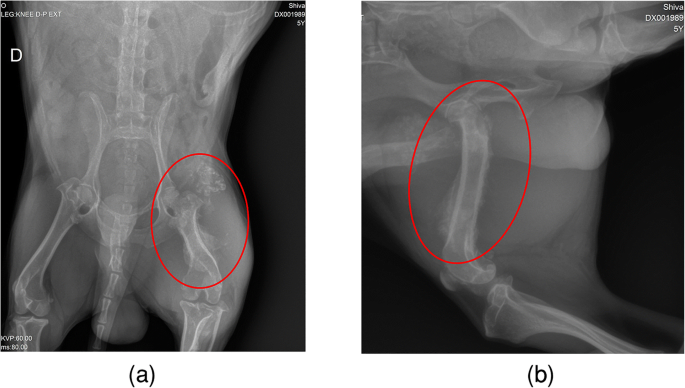 METeOR - Dogs with osteosarcoma or soft tissue sarcomas