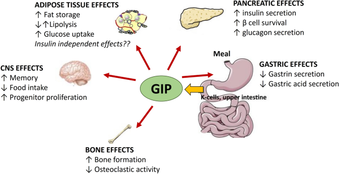 gip receptor vs glp 1 GLP1-GIP receptor co-agonists: a promising evolution in the treatment of  type 2 diabetes | Acta Diabetologica