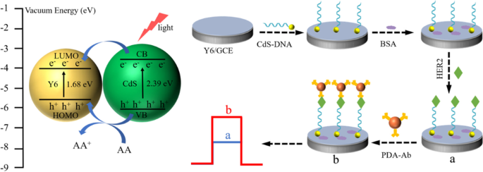 A “signal-on” photoelectrochemical sensor for human epidermal growth factor  receptor 2 detection based on Y6/CdS organic–inorganic heterojunction |  Microchimica Acta