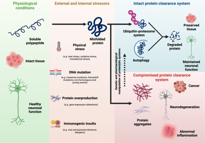 Protein clearance strategies for disease intervention