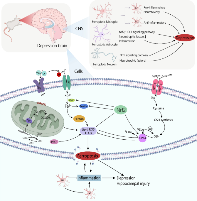 Ferroptosis: a new target for depression prevention and treatment | Journal of Neural Transmission