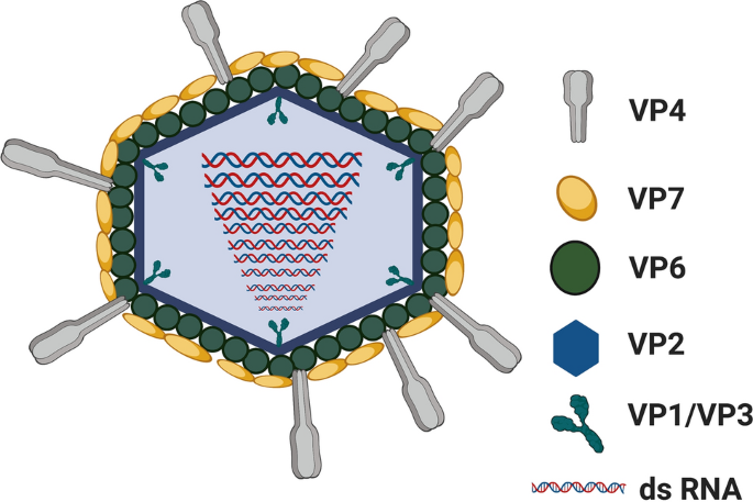 Phylogenetic analysis of bat betacoronavirus (A) and bat rotavirus (RV)