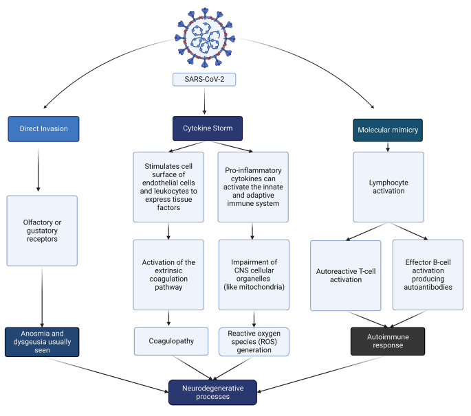 Olfactory dysfunction in COVID-19: pathology and long-term