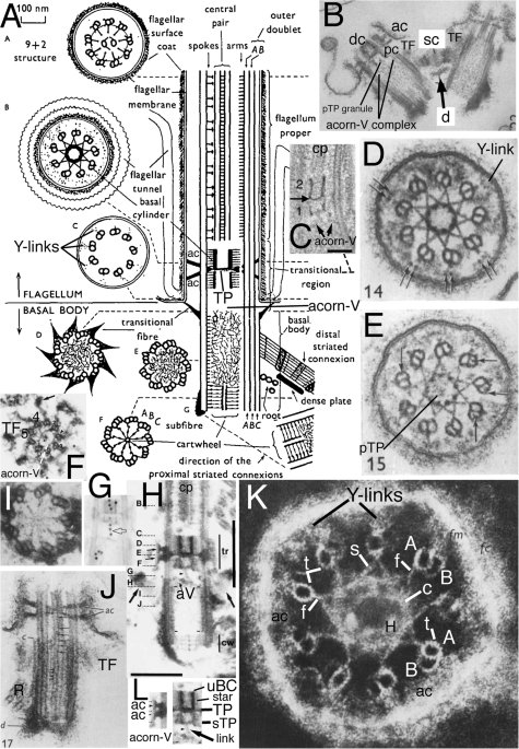 Y-shaped P. polycephalum evades blue light region slightly faster than