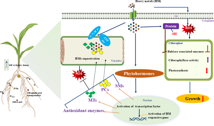 cysteine disulfide glutathione Pathway showing biosynthesis and metabolism of glutathione. Glutamate