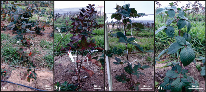Histochemical and histometrical changes induced by the rust fungi Kuehneola uredinis in distinct blackberry (Rubus spp.) cultivars - Protoplasma