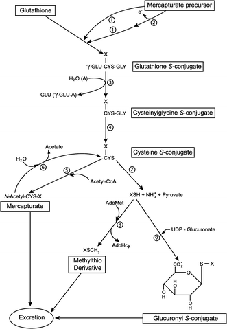 glutathione and dr percival Investigating the Cellular and Tissue Response to Herbal  Glucose/Cellulose-based Mesoporous Graphene Frameworks in a Rat Diabetic  Wounds Model | Cell Biochemistry and Biophysics