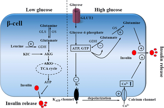 The glutamine-alpha-ketoglutarate (AKG) metabolism and its nutritional  implications | Amino Acids