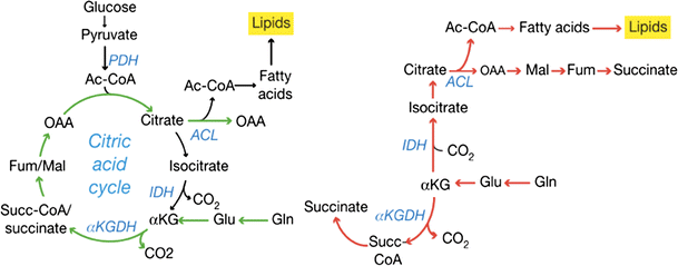 Glutamate and α-ketoglutarate: key players in glioma metabolism | Amino  Acids