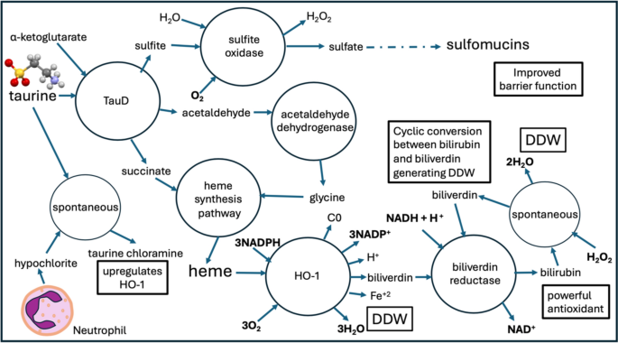 can you take glutathione and taurine toghther Schematic representation of the pathways the genes targeted in the Antioxidant taurine inhibits chondrocyte ferroptosis