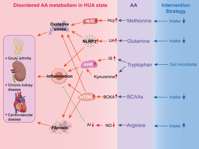 Targeting amino acid metabolic pathways: a novel therapeutic strategy for hyperuricemia-associated complications | Amino Acids