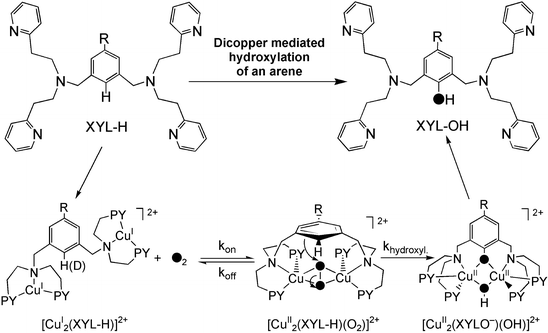 Reactivity of Dioxygen−Copper Systems