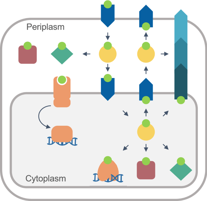 Genomic transformation and social organization during the Copper