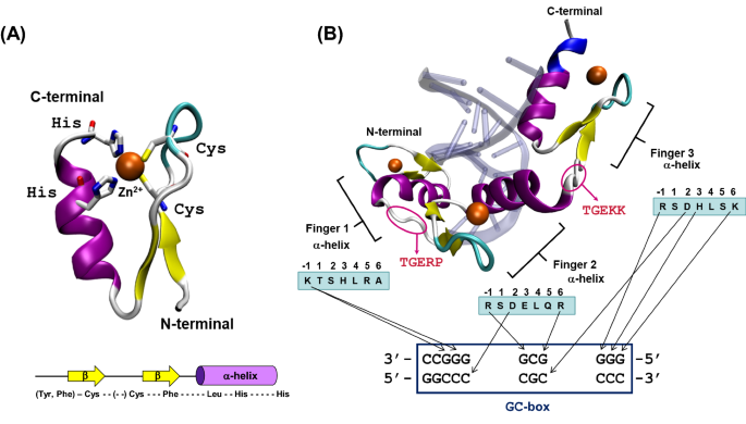 glutathione zinc binding The past, present, and future of artificial zinc finger proteins: design  strategies and chemical and biological applications | JBIC Journal of  Biological Inorganic Chemistry