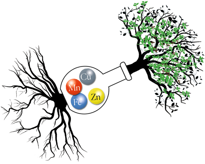 Bioinorganic chemistry: where from and where to? | JBIC Journal of  Biological Inorganic Chemistry | Springer Nature Link