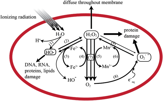 The radioresistant and survival mechanisms of Deinococcus