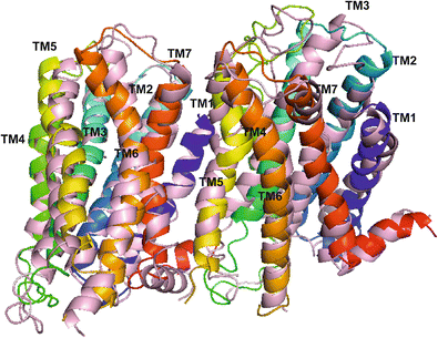 Homobivalent Dopamine D2 Receptor Ligands Modulate the Dynamic Equilibrium  of D2 Monomers and Homo- and Heterodimers