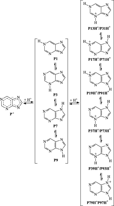 B2 03 Purine Ribonucleotides, IMP, AMP synthesis Flashcards | Quizlet