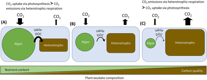 Structuring Life After Death: Plant Leachates Promote CO_2 Uptake by Regulating Microbial Biofilm Interactions in a Northern Peatland Ecosystem