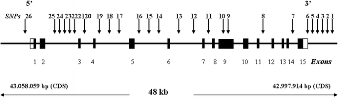 Haplotype architecture of the norepinephrine transporter gene slc6a2 in four populations