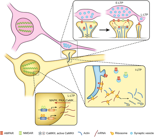 Transcriptional regulation of long-term potentiation