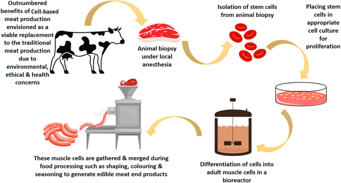 Steakholder Meets: Kashrut and the cultivated meat industry - Steakholder  Foods