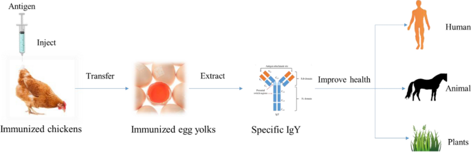 Novel extraction technologies and potential applications of egg yolk proteins | Food Science and Biotechnology