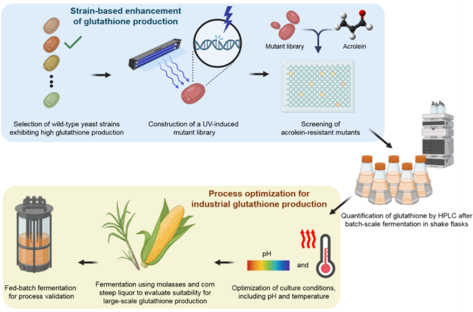 glutathion reduced Oxidation-reduction pathway of reduced glutathione (GSH) and oxidized glutathion reduced Oxidation-reduction pathway of reduced glutathione (GSH) and oxidized