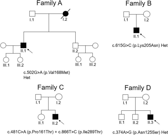 Hereditary spastic paraparesis type 18 (SPG18): new ERLIN2 variants in a series of Italian patients, shedding light upon genetic and phenotypic variability