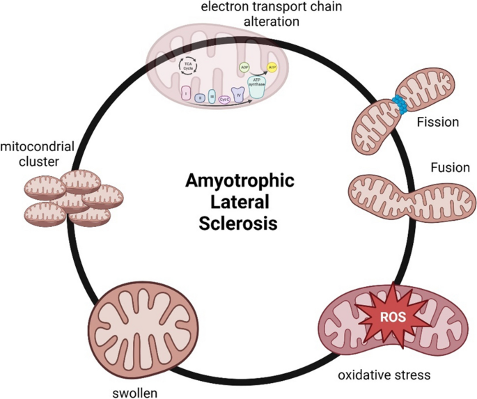 Skeletal muscle dysfunction in amyotrophic lateral sclerosis: a mitochondrial perspective and therapeutic approaches