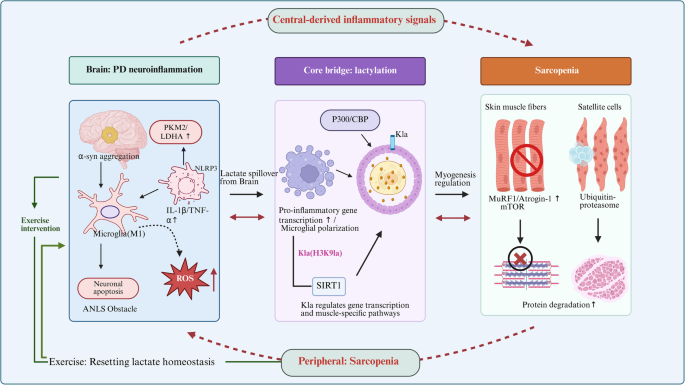 Brain-muscle axis regulation of neuroinflammation and sarcopenia in Parkinson's disease: the bridging role of lactylation | Neurological Sciences