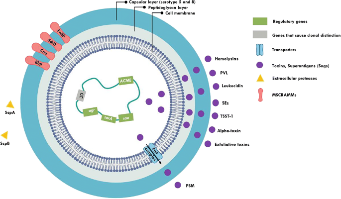 Molecular Pathogenesis of Staphylococcus aureus Infection