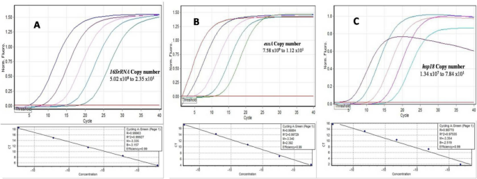 Persistent RNA signatures suggestive of Mycobacterium leprae viability detected by qRT-PCR in multibacillary leprosy patients after one year of WHO-MDT: clinical and histopathological correlation - European Journal of Clinical Microbiology & Infectious Diseases