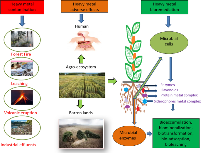 PDF) Heavy metal toxicity and possible Functional aspects of microbial  diversity in heavy metal contaminated sites: Microbial genomics in  sustainable agrosystems