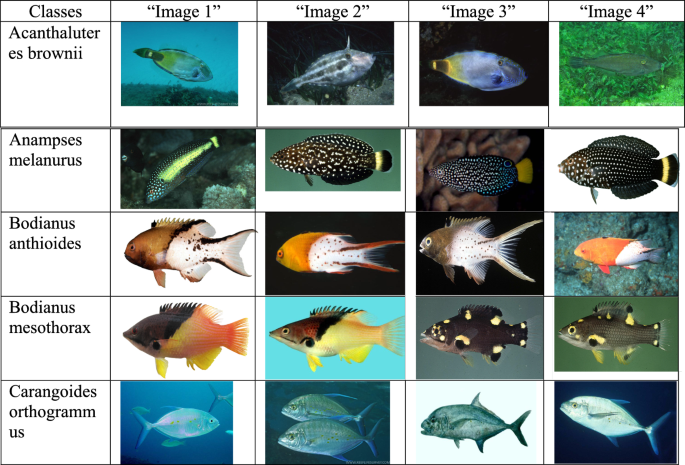 Fish, Definition, Species, Classification, & Facts