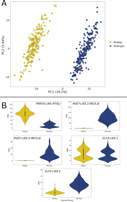 Diurnal dynamics of maize gene expression is associated with phyllosphere microbiome composition - International Microbiology