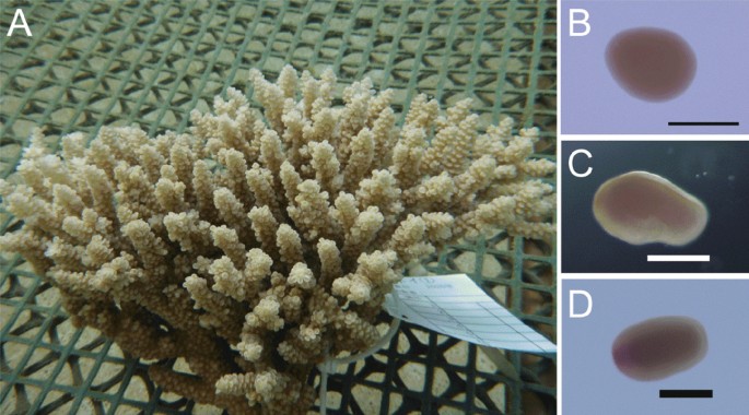 Establishing Sustainable Cell Lines of a Coral, Acropora tenuis