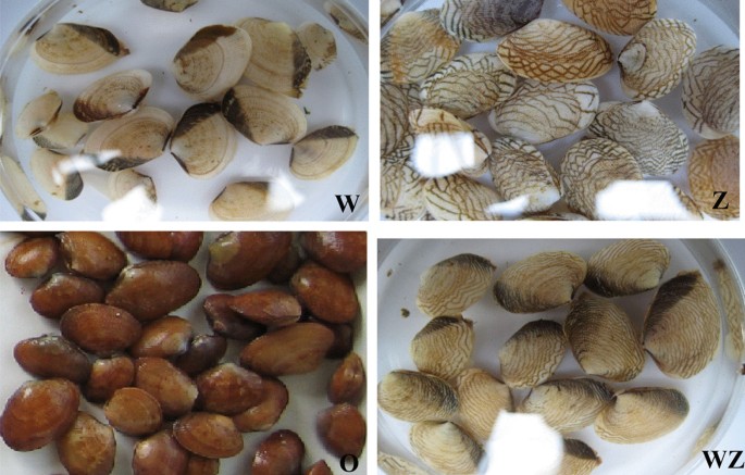MiRNA-mRNA Integration Analysis Reveals the Regulatory Roles of MiRNAs in  Shell Pigmentation of the Manila clam (Ruditapes philippinarum) | Marine  Biotechnology