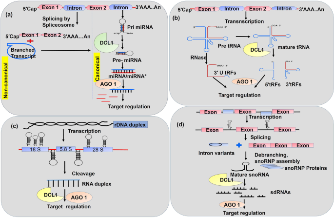 Frontiers  MicroRNAs, long non-coding RNAs, and circular RNAs and